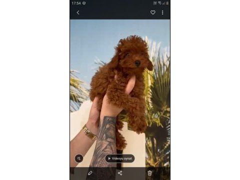 Toy poodle yavrumuz ırk ve sağlık garantili