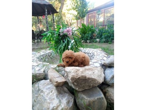 Toy poodle yavruları