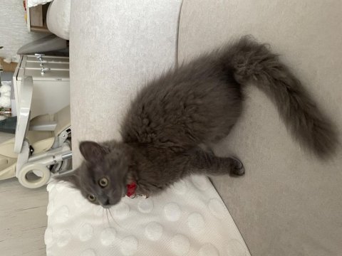 3 aylık dişi british longhair