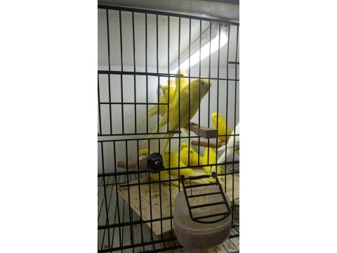 Albino muhabbet kuşları yavru ve yetişkinler