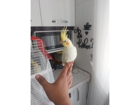 Full evcil sultan papağanı yavrular