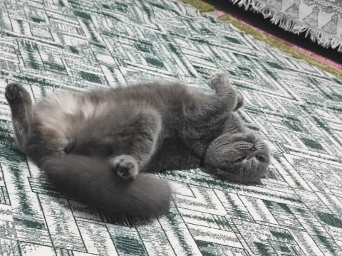 Ücretsiz scottish fold kedisi