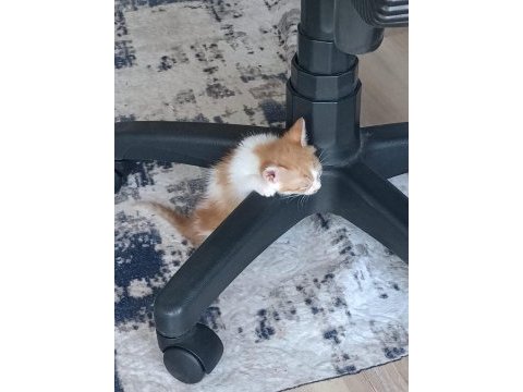 Annesi ölmüş kediye yuva aranıyor