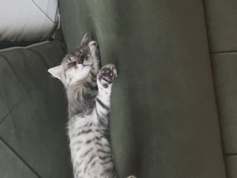 Scottish fold kedimiz 3 aylık erkek