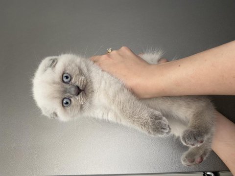 15 mayıs doğumlu erkek scottish fold blue point