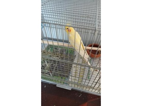 3 yaş erkek sultan papağanı