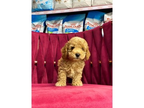 Orjinal maltipoo yavrular
