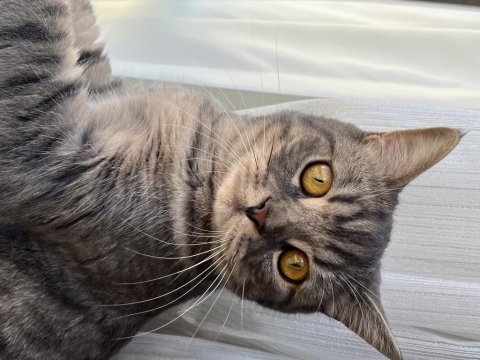 British shorthair oyuncu oğlumuz