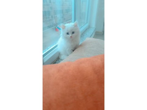 2 aylık dişi british longhair