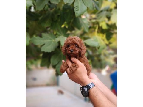 Çiftliğimiz de poodle yavrularımızı görebilirsiniz