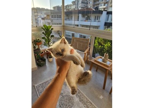 Bebek kediler yeni yuvalarına hazır