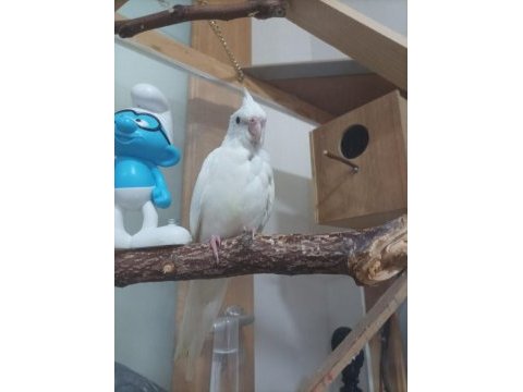 2 aylık yavru albino kırmızı göz sultan papağanı