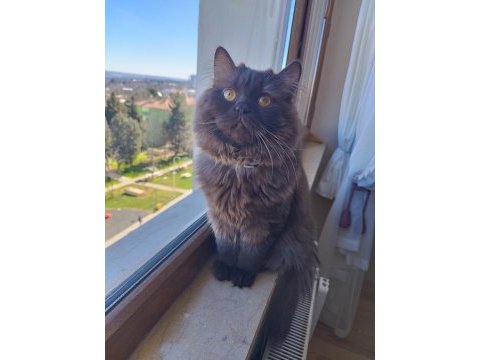 Nadir bulunan kedi türü chocolate british longhair