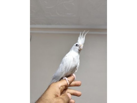 Ele kola alışık sultan papağanı
