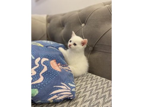 Beyaz bebek british shorthair