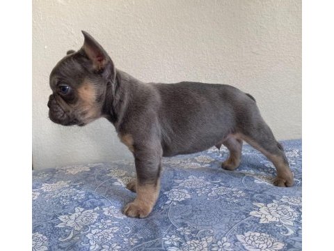 Lilac tan erkek maybe fluffy l4 french bulldog