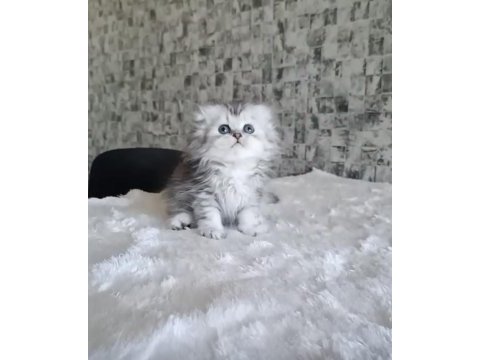British longhair dişi erkek bebeklerimiz