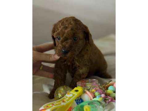 Teacup red brown kore poodle yavrular