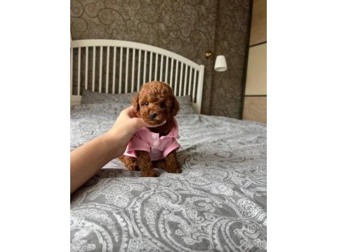 Kore anne babadan orjinal poodle bebekler