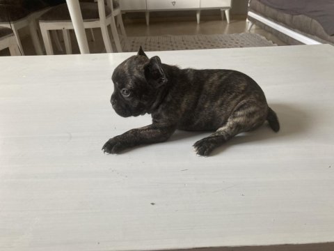 French bulldog kızımız