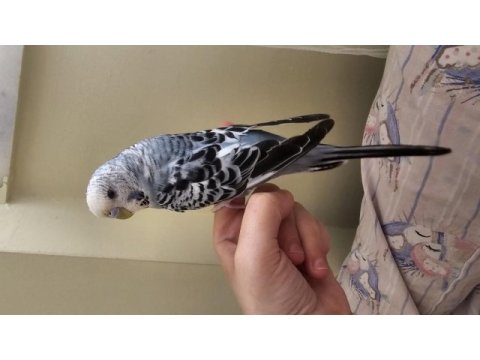 Yavru ve yetişkin muhabbet kuşu