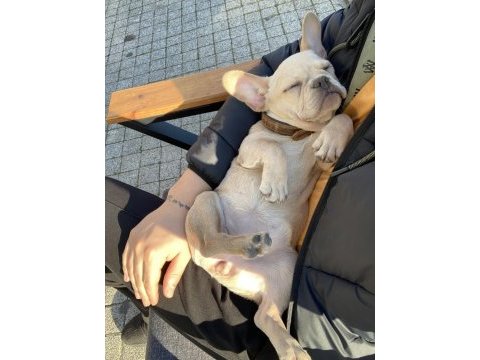 Irk garantili french bulldog