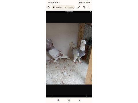 Ala takım seferli güvercin