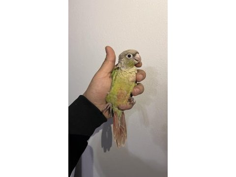 Eskişehir de konur papağanları