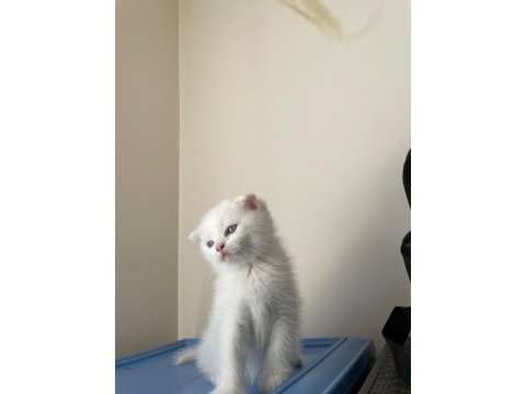 70 günlük scottish fold erkek