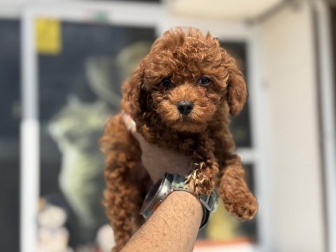 Irk ve sağlık garantili toy poodle yavrularımız