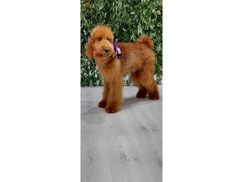Dev labradoodle yavrularımız
