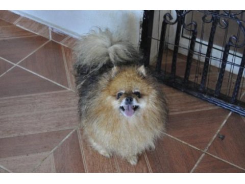Yetişkin pomeranian