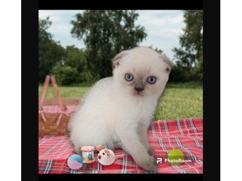 Boncuk gözlü scottish fold bebiş