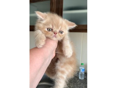 Küçük garfield kedimiz başka bir aileye gitmeye hazır