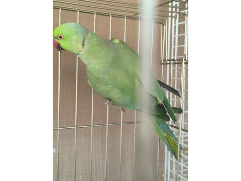Erkek pakistan papağanı evcil değildir