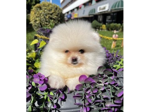 Ayı surat garantili teacup pomeranian boo bebeklerimiz