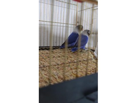 Mutasyon cennet papağanı yavrular
