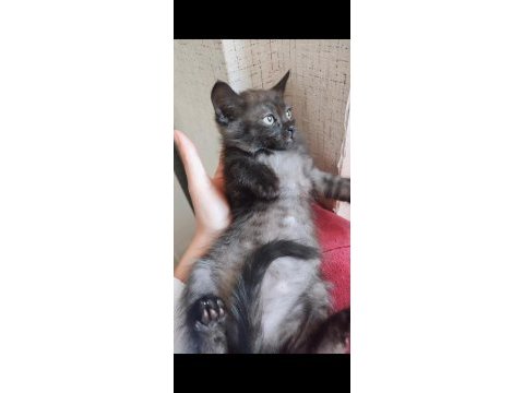 British longhair + siyam kedisi yavrusu