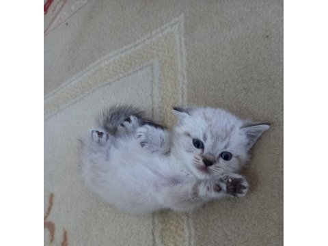 Mavi gözlü british shorthair yavrular