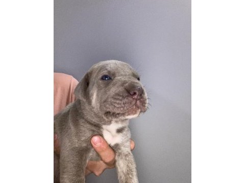 Mükemmel cane corso yavrular
