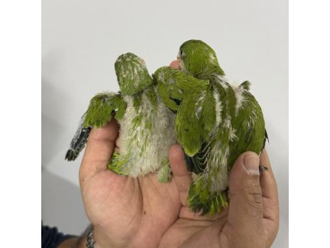 Bebek monk papağanları