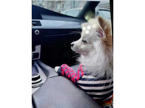 Pomeranian 8 aylık erkek köpeğimiz