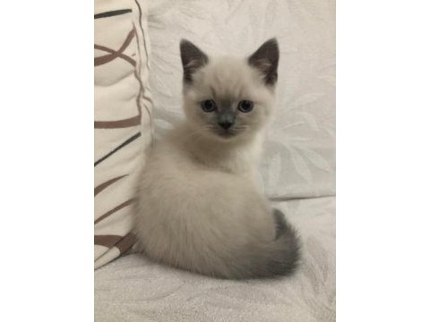 British shorthair yavrularım yuvalarını bekliyor