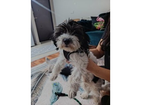 Maltese terrier erkek