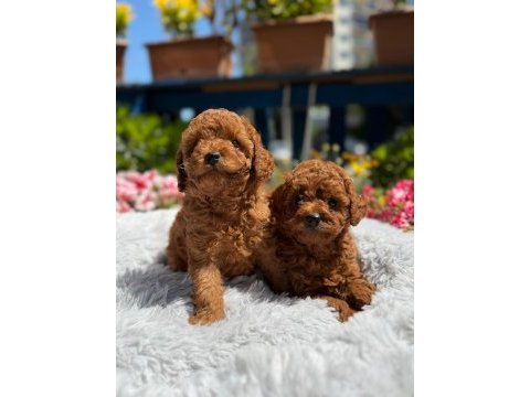 Orijinal toy poodle yavrular ataşehir