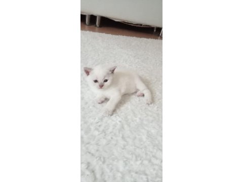 Yavru british shorthair