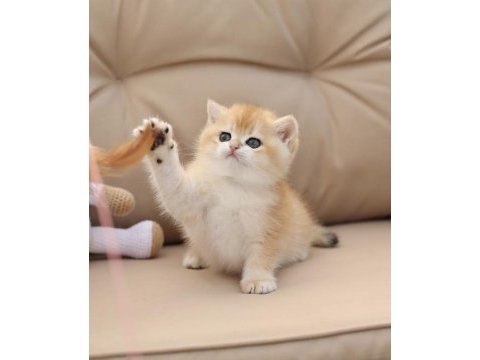 Ny12 british longhair ve shorthair (ücretsiz değildir)