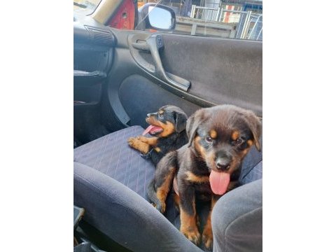 Irk garantili rottweiler yavrularımız