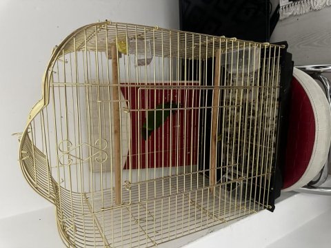 Mükemmel yavru gökkuşağı lori