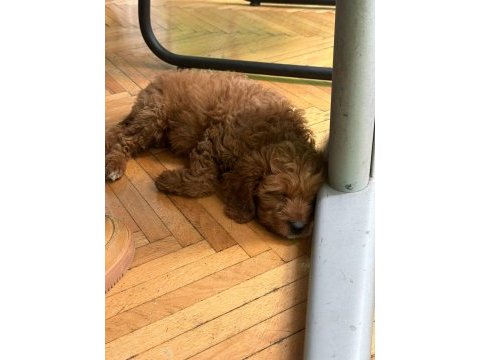 Yavru dişi toy poodle